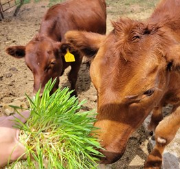Close-up of fodder-fed steers.jpg